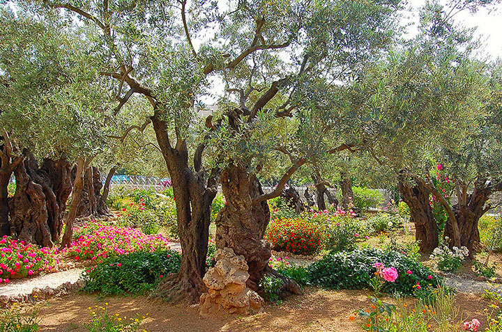 Column The Garden Of Gethsemane Current Publishing