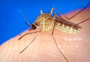 AA West Nile Mosquito