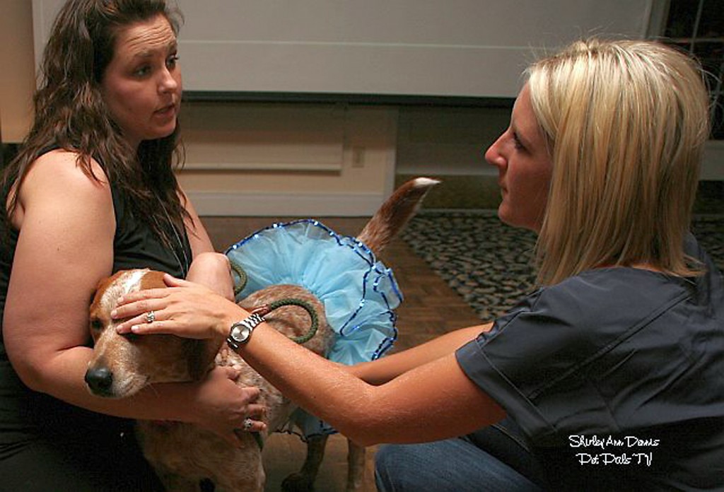 Humane Society of Hamilton County Volunteer Stacey Clevenger talks to a guest about the dog, Minnie.