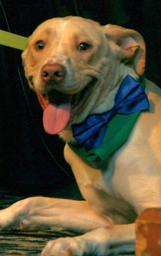Lucky, a dog that was adopted from the humane society.