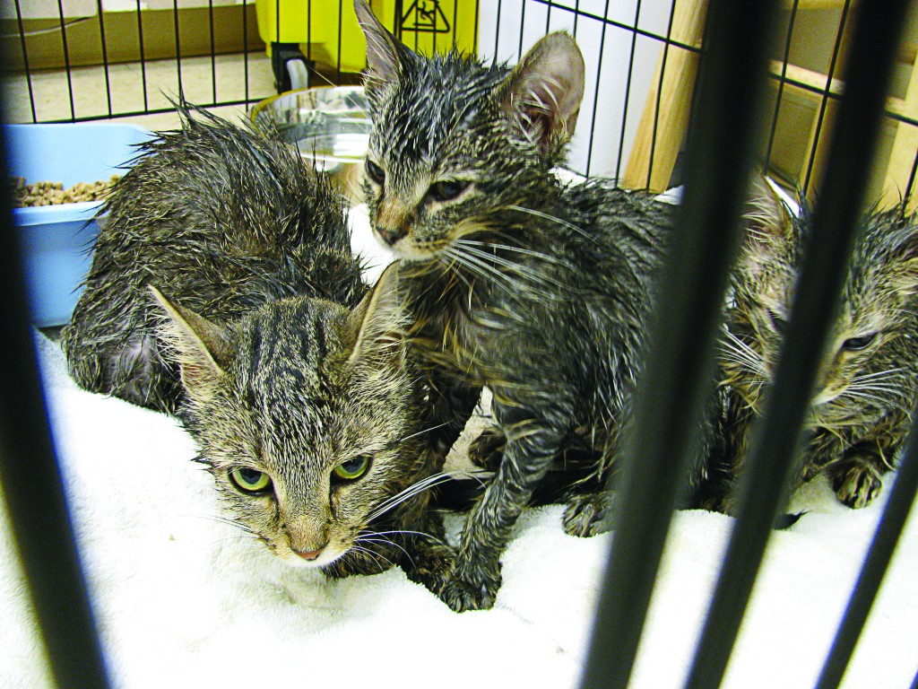 These kittens and their mother were abandoned recently outside the Humane Society for Hamilton County in Noblesville. An injured dog was also left tied to a pole near the facility. (Submitted photos)