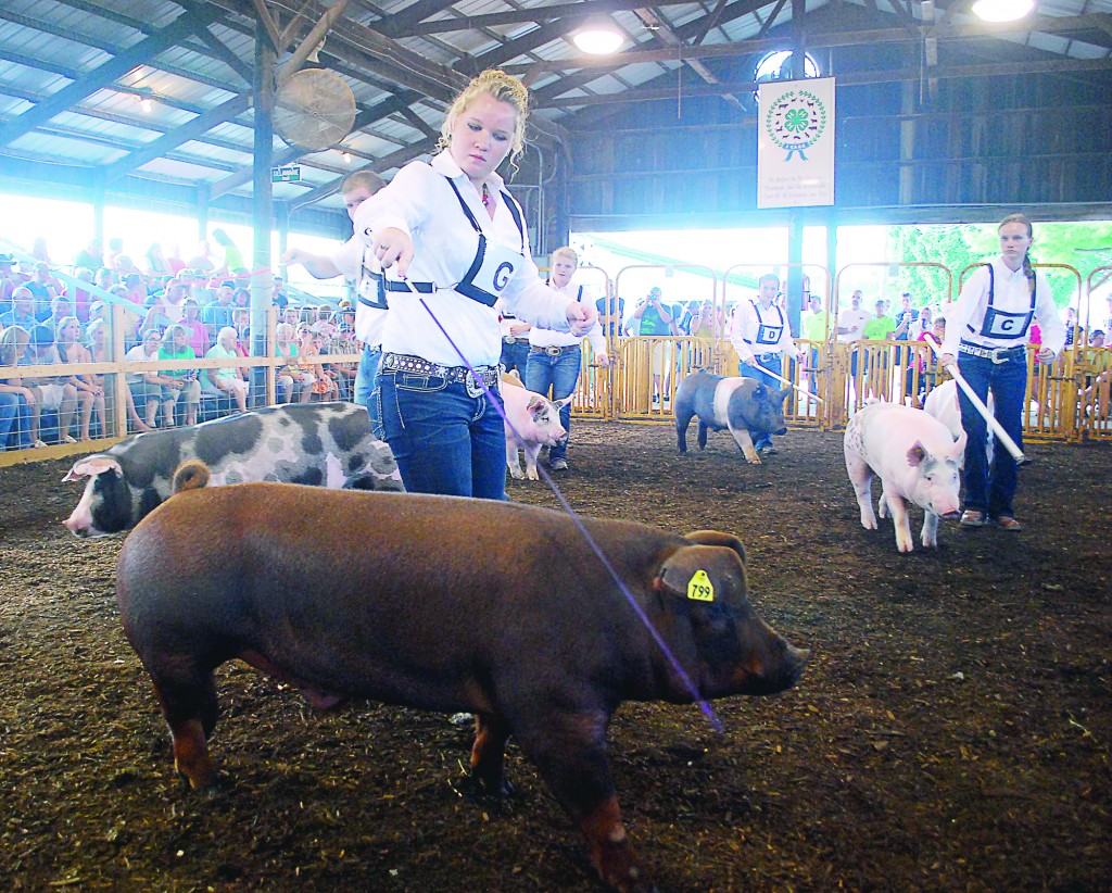 Rachel Flanders shows a swine during last year’s Supreme Showmanship contest. (File photo by Robert Herrington)