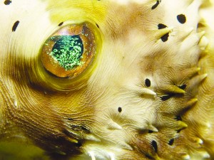 Mike Pershing’s photograph of a puffer fish eye won in the point and shoot division at the 2013 Underwater Digital Shootout photography competition. (Submitted photo)