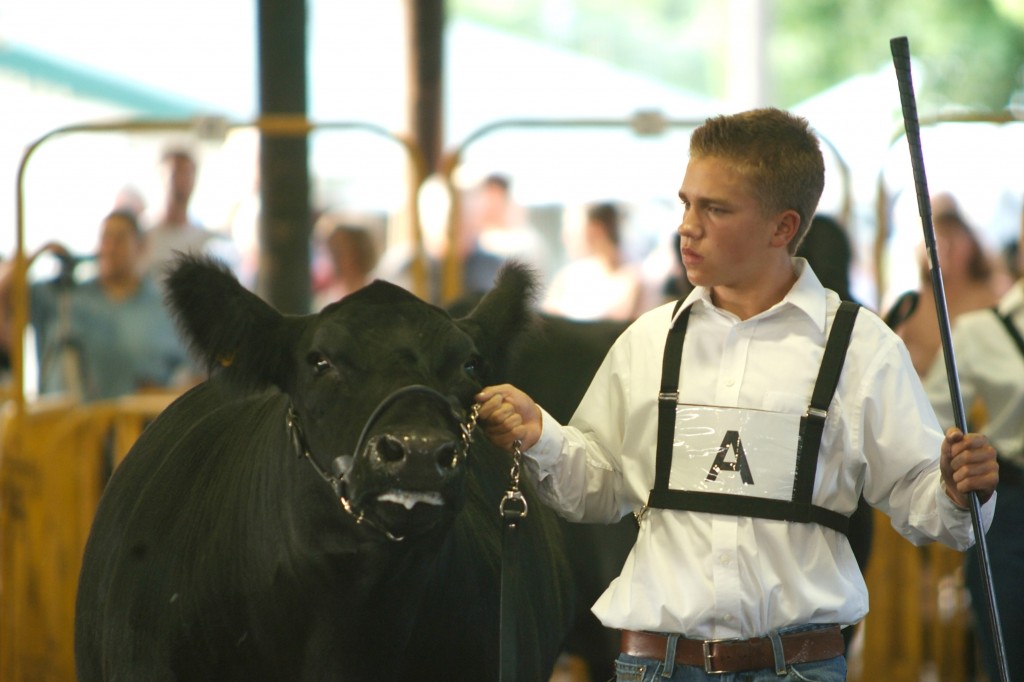 Cameron Day shows a beef steer during the 2008 Supreme Showmanship contest which he won. (File photo by Robert Herrington)