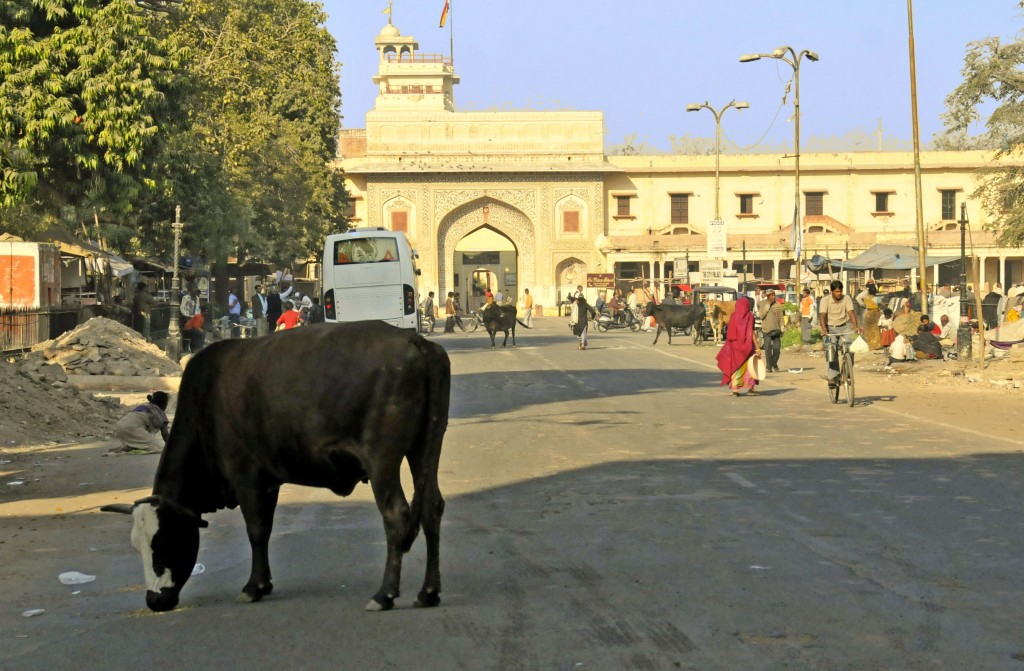 Cows in Jaipur