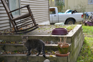 Cats are everywhere at Zionsville Adult Village mobile home park. (Photo by Dawn Pearson)