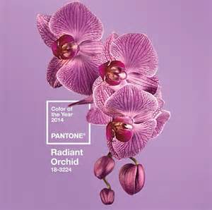 IO - Earley - orchid