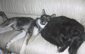 Companionship extends the life of previous pet labrador, Punkie.