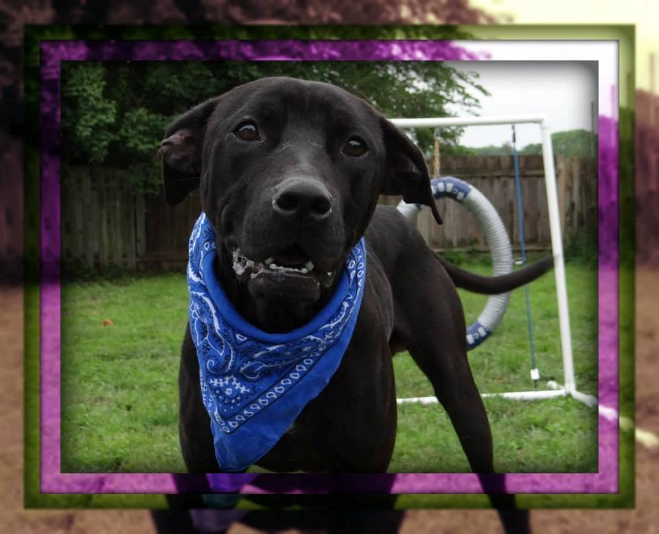 Forest is one of the many Humane Society animals in Boone County, waiting to find a loving home. He is an active dog, and will need some training but president of the group, Susan Austin, said he is a fun-loving animal and will make a great family dog. 