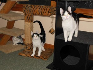 Siggy, Bill and Dan are just a few of the felines looking for a new home. They currently live with a Humane Society volunteer. (Submitted photos)