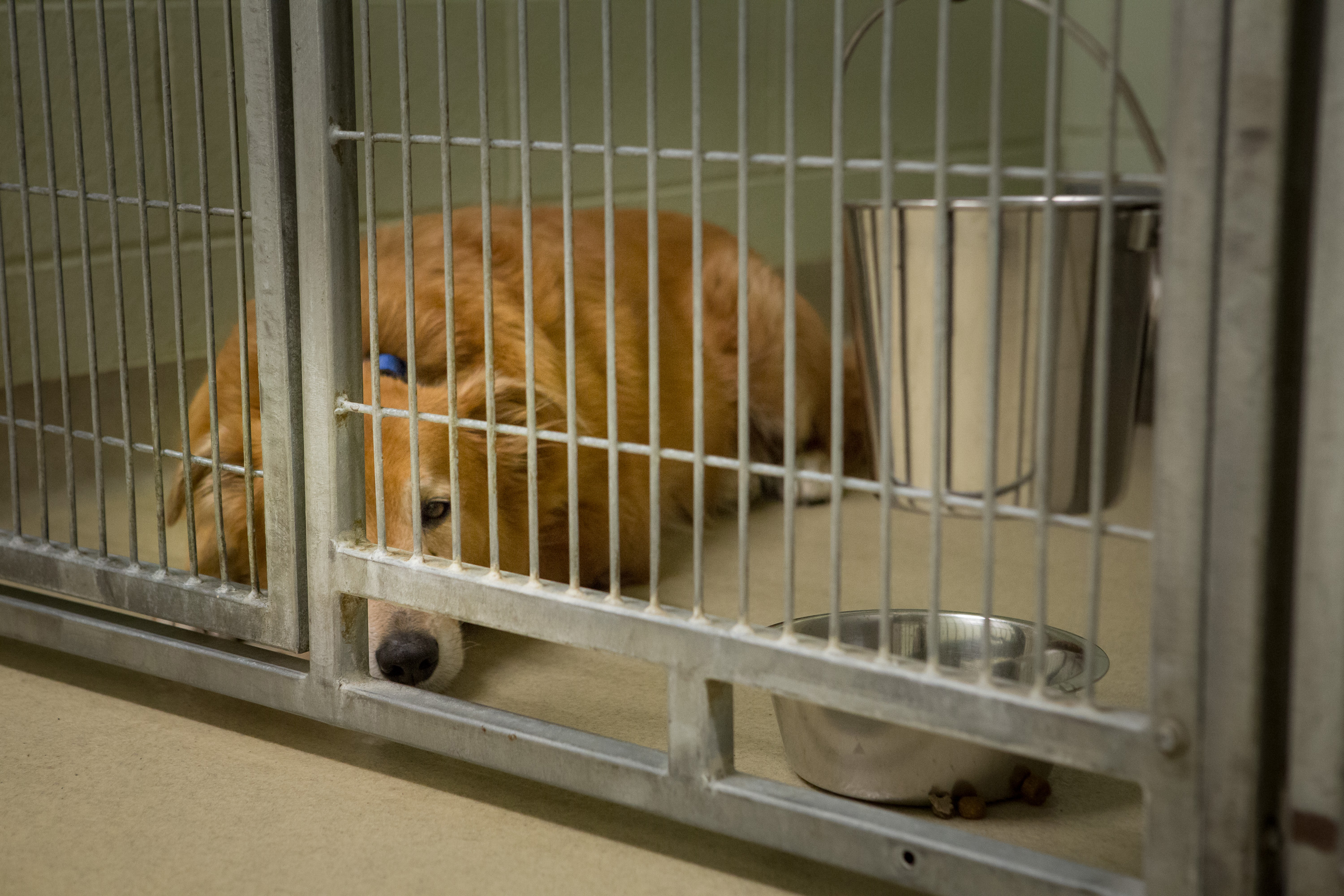 Dogs have had to endure days without air conditioning in the Humane Society for Hamilton County’s overcrowded shelter. (Staff photo by Sara Crawford)