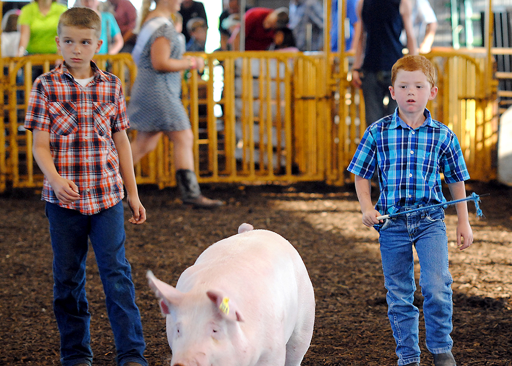 Ty Macy, left, watches as his cousin, Trent Horney of Westfield, shows a pig during the Youth Swine Exhibition in the Show Arena. (Photo by Robert Herrington) 