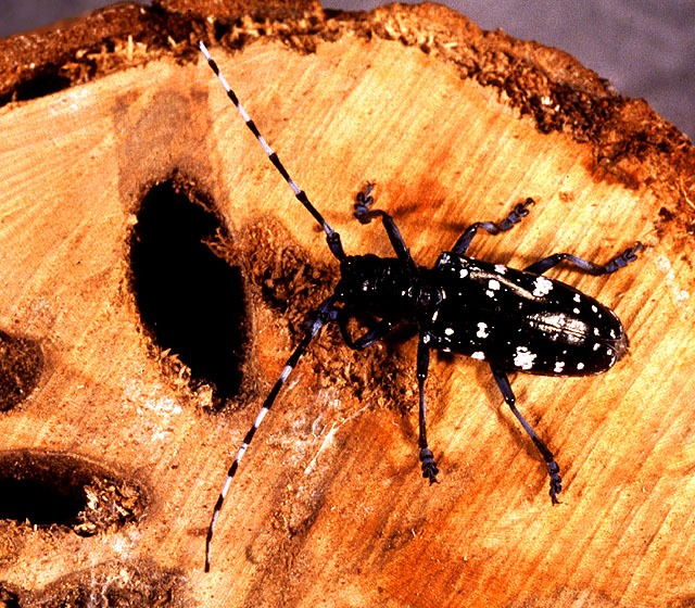 Asian Longhorned beetle (Photo courtesy of the Dept. of Natural Resources)
