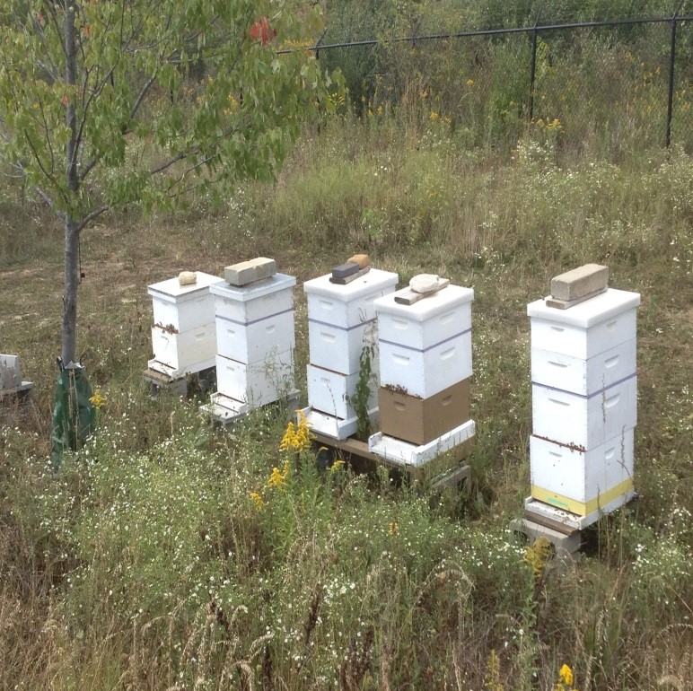 Bee boxes line the property of Clay Township Regional Waste District. (Submitted photo)