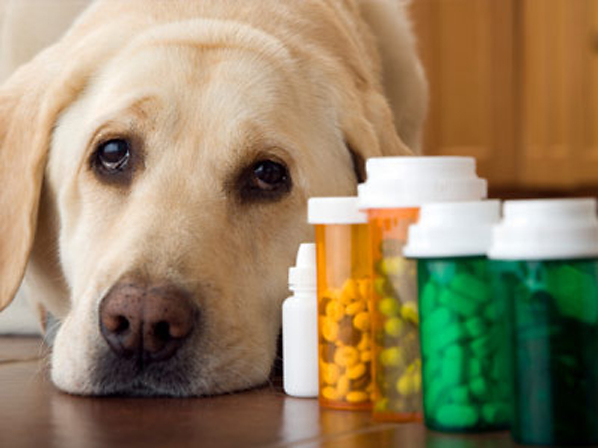 Shopping around for your pets medications could provide considerable savings. (Submitted photo) 