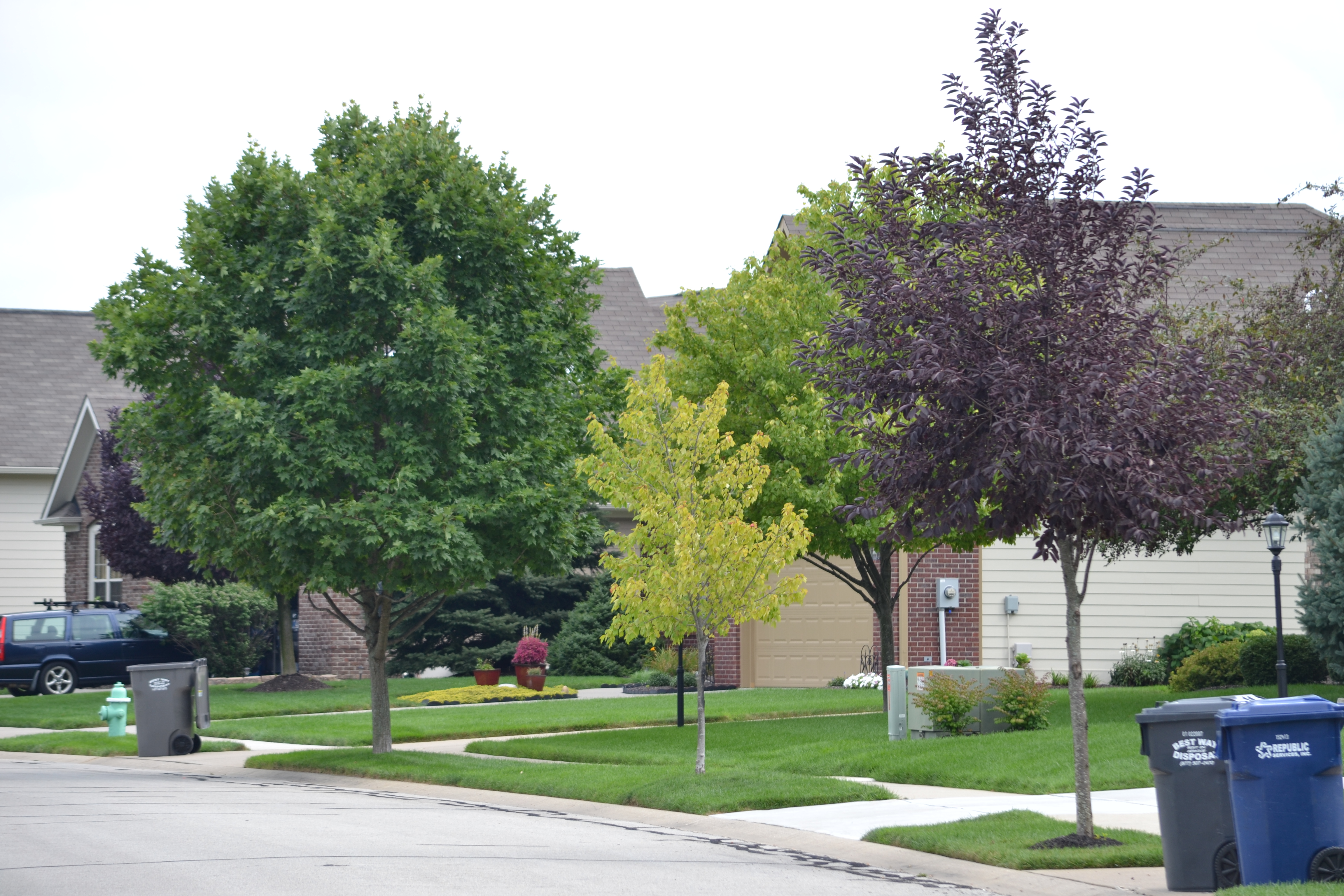 Street trees along a street in the Windermere subdivision that are not the same size or species but are mandated in HOA covenants to provide “uniformity.” (Photo by Ann Craig-Cinnamon)