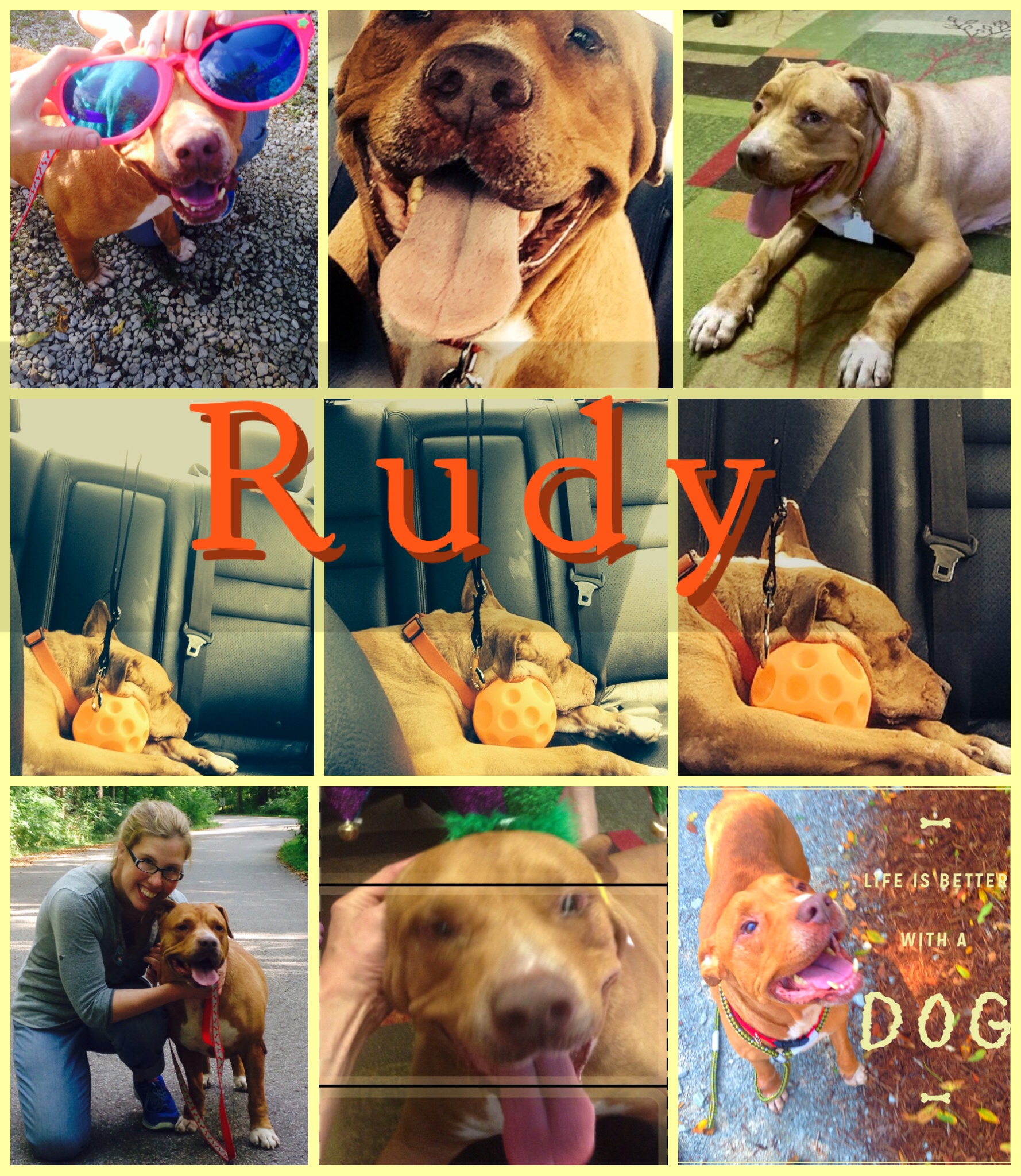 Rudy, a rescued dog, is still looking for a home.