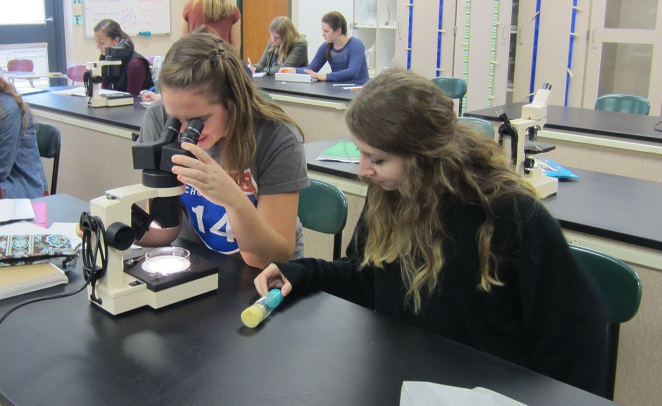 ZCHS genetics students use the fruit flies to study genes and how they are passed on to each generation  They are observing mutations such as vestigial wings, white eyes, and ebony body color.