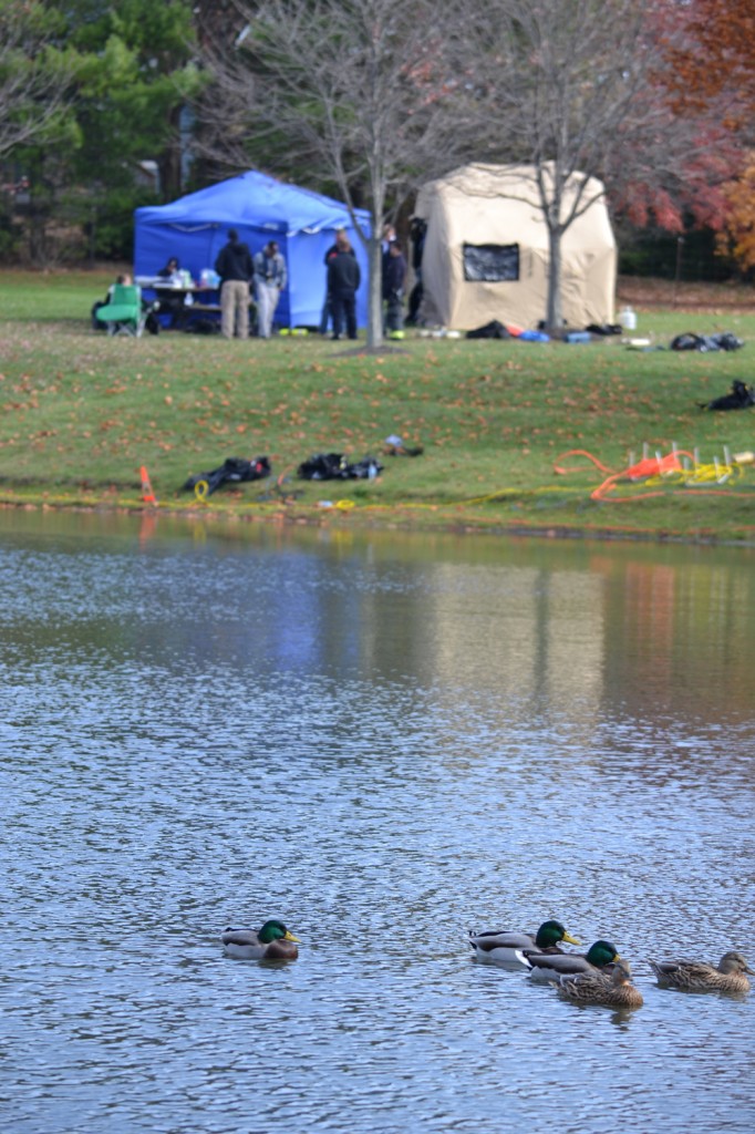 Tranquil ducks belie the drama going on near the pond at Windermere Boulevard and Parkway Drive where the Fishers dive team searched for evidence in the murder of 73-year-old Henry Kim, whose body was found nearby. (Photo by John Cinnamon)