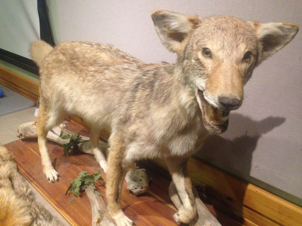  A taxidermy coyote to show what canines may be in Hamilton Co. neighborhoods. (Photo by Adam Aasen)