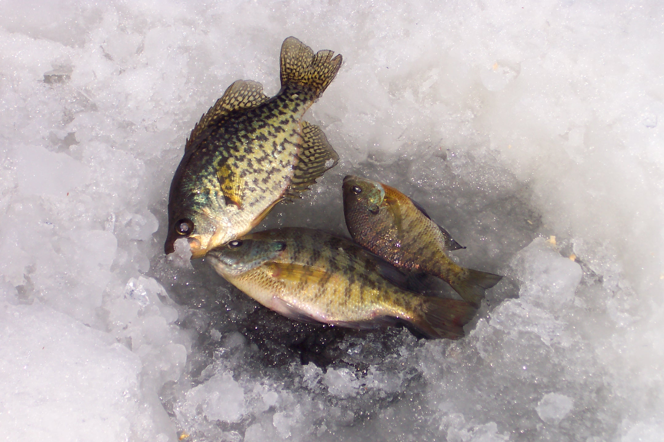 Ice fishing tips • Current Publishing