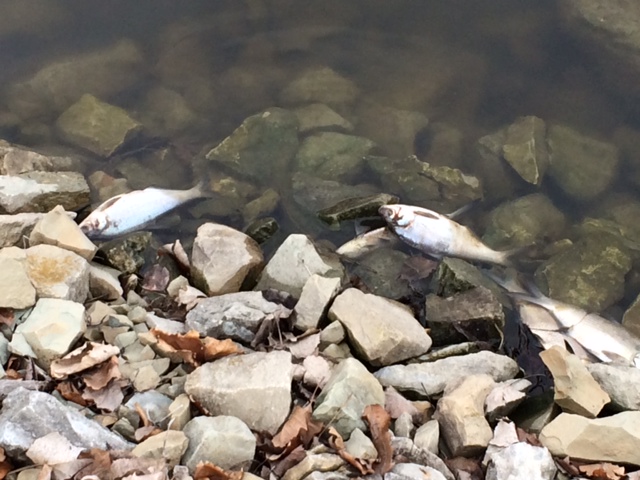 Fish in Geist Reservoir. (Photo by Beth Taylor)