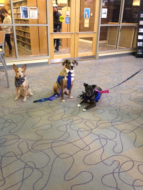 Therapy dogs at Puppies & Popcorn event. (Submitted photo)