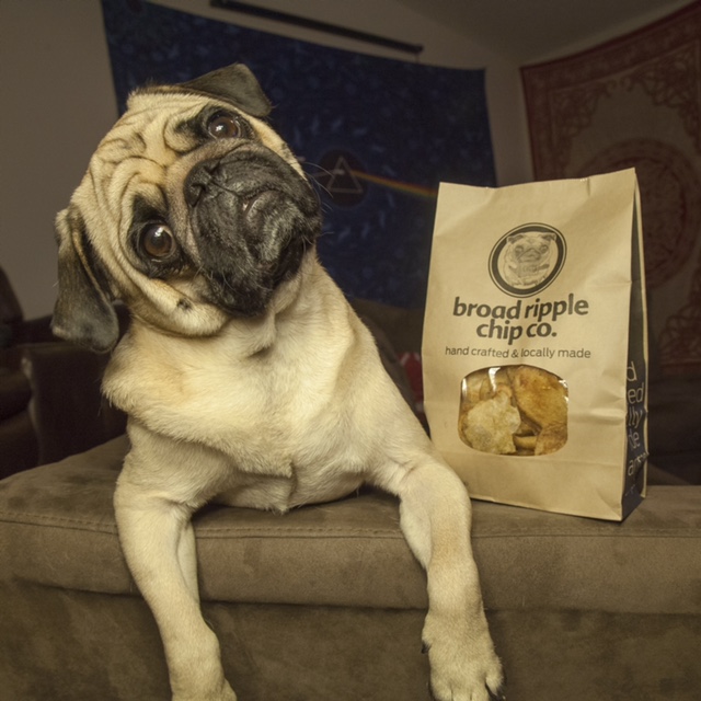 Mark McSweeney's dog, Zeus, his mascot for Broad Ripple Chip Co. (Submitted photo)