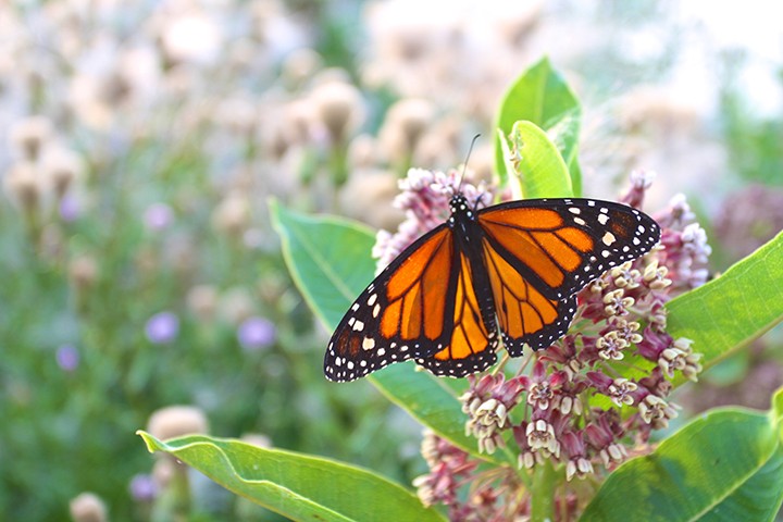 Monarch populations diminish without milkweed, the only plant in which they lay their eggs. (Photo by Sadie Hunter)