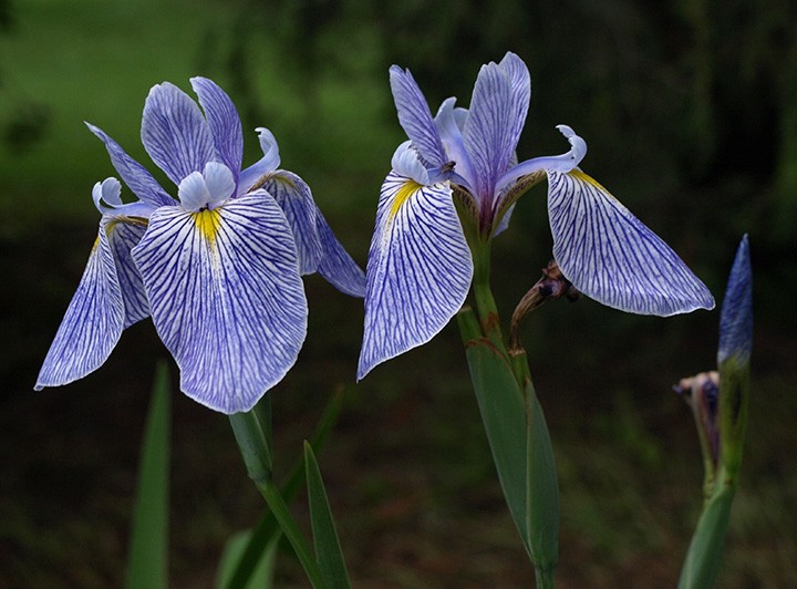 Two Beardless Irises. (Submitted photo)