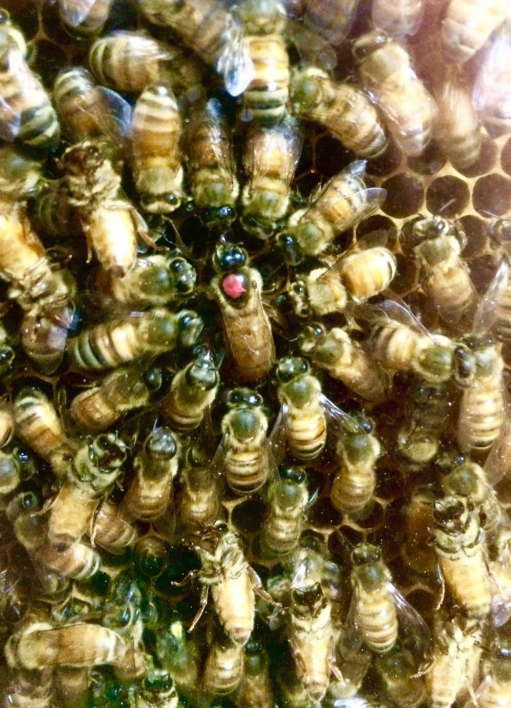 The queen bee, marked with a pink dot, at the Zion Nature Center. (submitted photo)