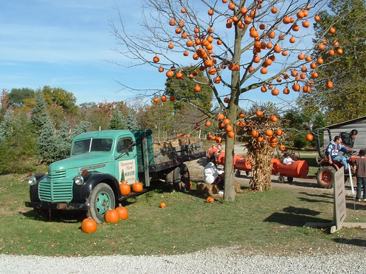 The pumpkin tree at Stoneycreek Farm. (Submitted photo)