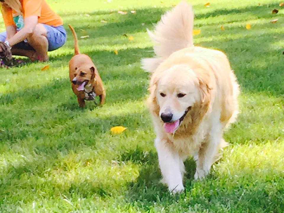 Dogs Honeybear and Lilly in the Carmel dog park. (Submitted photo)