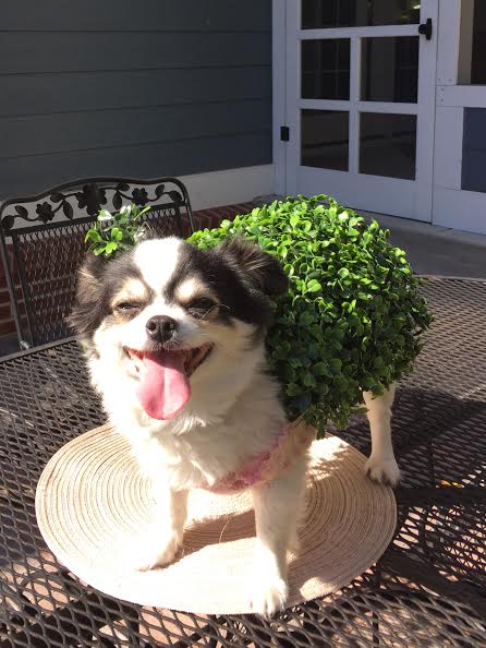 Second place: Zoe, the Cha Cha Cha Chia Pet, owned by Denise, Tim and Madison Hannon. Zoe wins a free gift basket of dog food and treats from Ballerinas and Bruisers.