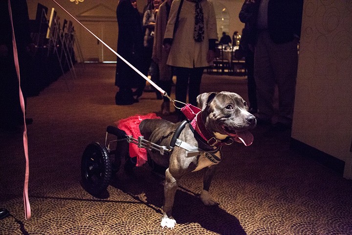 Gracie, a paraplegic put bull, went home with her new owner after the Tinsel & Tails event. (Photo by Sam Aasen) 