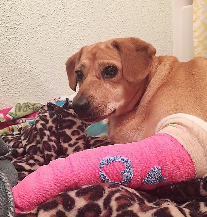 Shelby is recovering from injuries suffered after falling off an I-65 overpass. (submitted photo)
