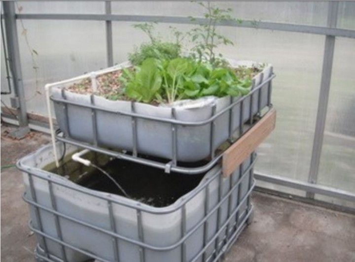An aquaponics farm uses a fish tank to help grow plants. (submitted photo)