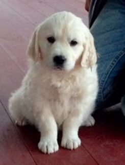 Commentator Sean Hannity is now the owner of Marley, a cream retriever. (Submitted photo)