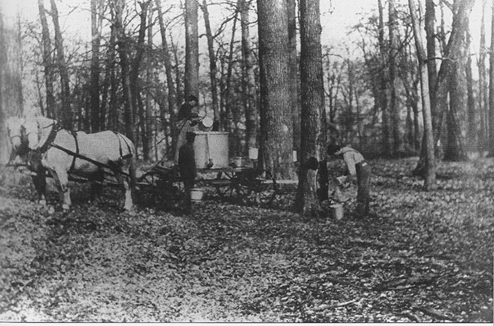 Farmers in Carmel and surrounding areas used to frequently tap maple trees for sap. (Photo courtesy of the Carmel Clay Historical Society)