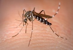 The Aedes Albopictus mosquito – one of two types of mosquitos proven to carry Zika virus – can be found in Indiana.������������������