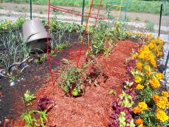 A community garden plot cared for by Coleen Widdis includes flowers as well as vegetables including carrots, onions, peppers and kale.