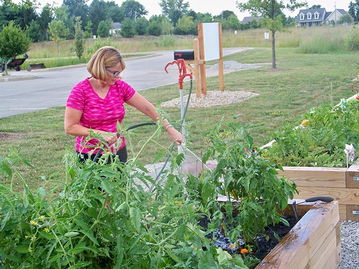Denise Hartman waters the raised bed she shares with friend Donna Macy at the new community garden at Cyntheanne Park.. (Photo by Sam Elliott)