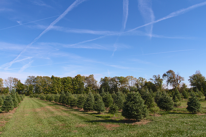 Sambol’s Tree Farm is home to 10,000+ trees. (Photo by Sadie Hunter)