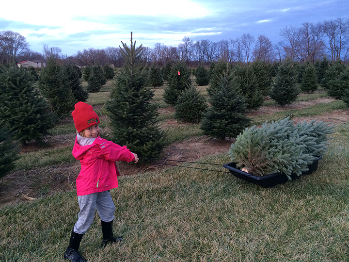 Lance Sambol will open Sambol’s Tree Farm next weekend for the holiday season. (Photo by Sadie Hunter)