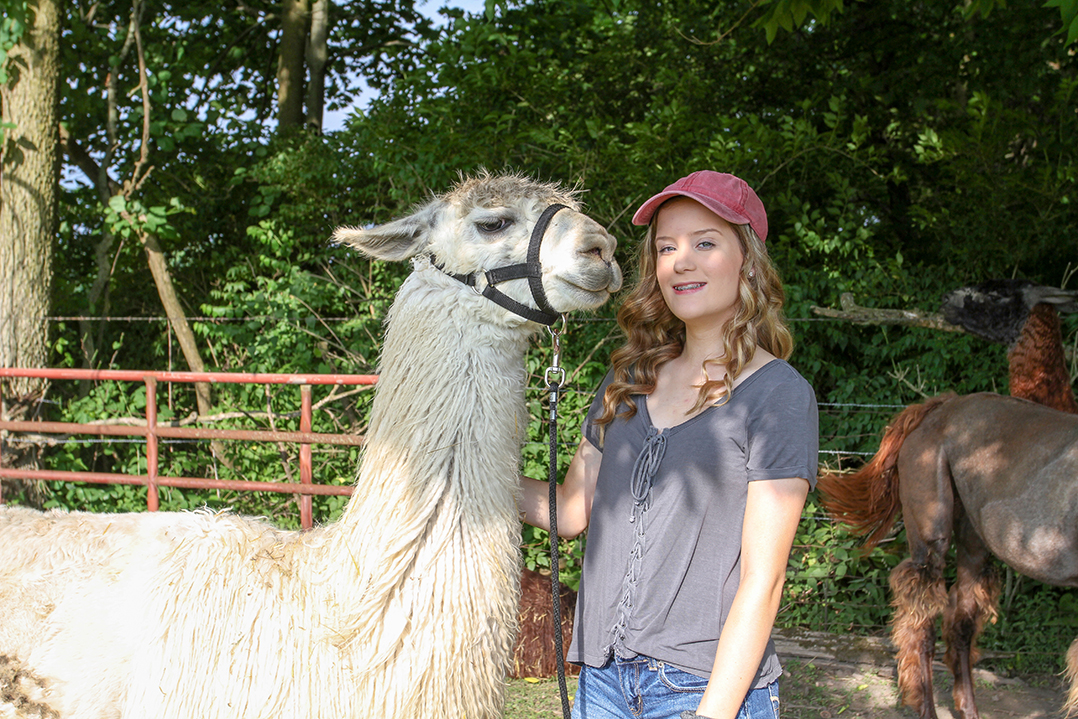 Gentle Giants: Llamas used as therapy animals, to foster teamwork