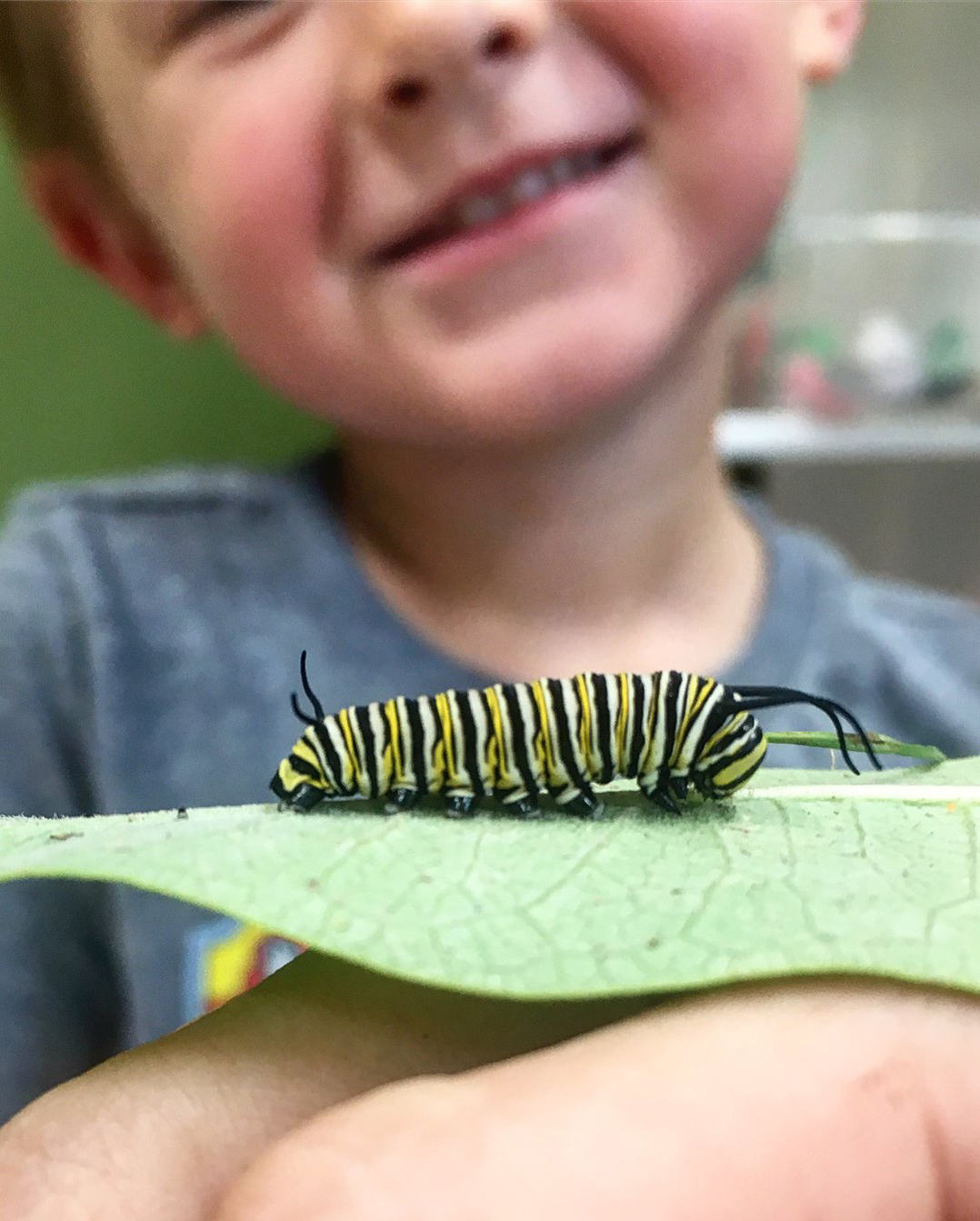 Samuel O’Brien, Grasshoppers student at CCP, learns about the life cycle of a monarch butterfly by studying the caterpillar stage of the life cycle. (submitted photo)