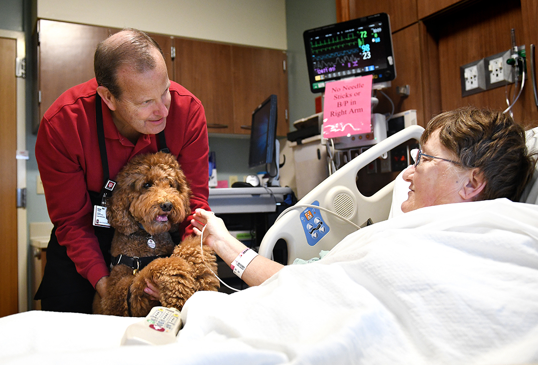 Four-legged therapy: IU Health Saxony’s therapy dog program launches with 11-year-labradoodle, Quigley