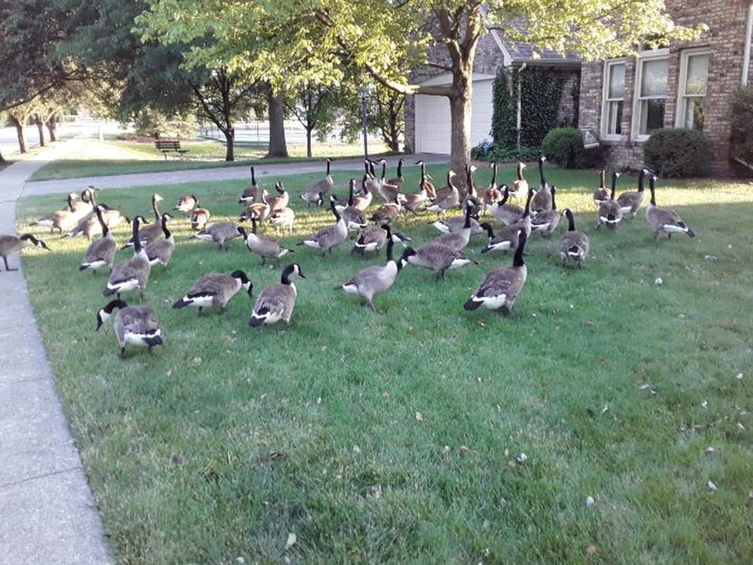 Lexington Farms residents upset with HOA’s vote to exterminate geese in neighborhood