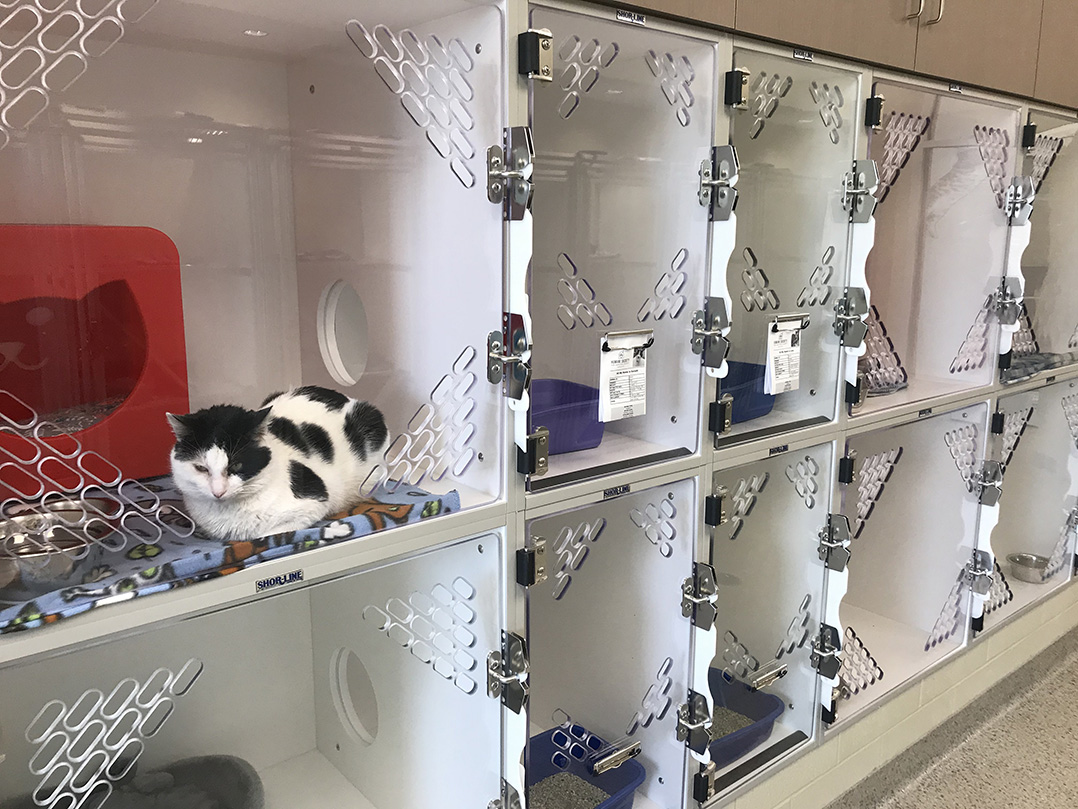 The cat's meow: The Humane Society for Hamilton County's new  state-of-the-art facility is now open • Current Publishing