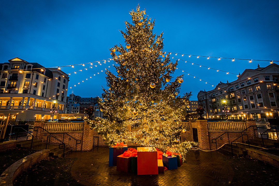 Carmel lights holiday tree • Current Publishing
